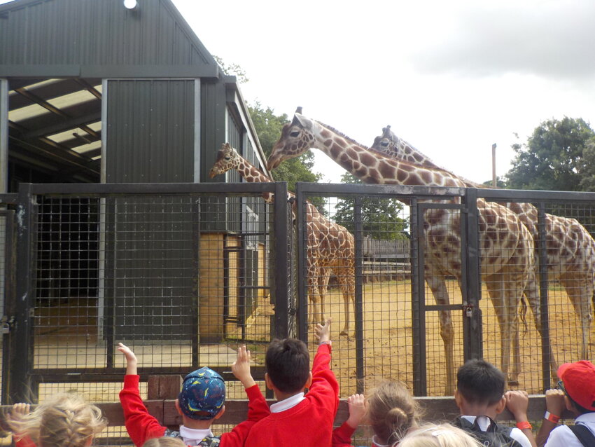 Image of Year 1 trip to Whipsnade Zoo 